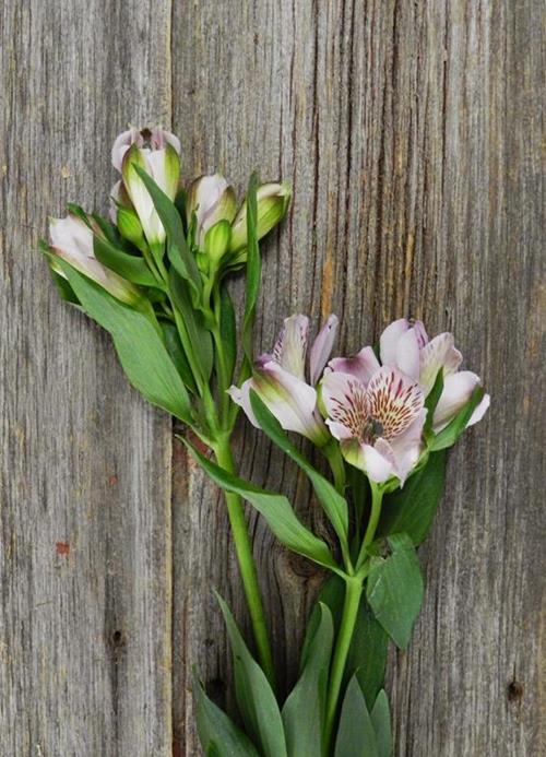 LAVENDER ALSTROEMERIA